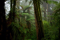Giant tree fern forest growing on the highest reaches of the Foja Mountains, between 2150 and 2200 m elevation. Foja Mountains, Papua, Indonesia, 2008. (taken during Conservation International Rapid A...