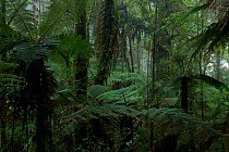 Giant tree fern forest growing on the highest reaches of the Foja Mountains, between 2150 and 2200 m elevation. Foja Mountains, Papua, Indonesia, 2008. (taken during Conservation International Rapid A...
