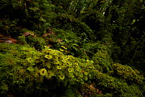 Moss covered forest floor. Foja Mountains - upper montane forest at 2050 m. Foja Mountains, Papua, Indonesia, 2008. (taken during Conservation International Rapid Assessment Program expedition)