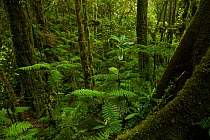 Dense ferns fill a gully in the montane forest at 1800 m in the Foja Mountains. Foja Mountains, Papua, Indonesia, 2008. (taken during Conservation International Rapid Assessment Program expedition)