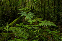 Large ferns grow in a opening in the montane forest at approx 1750 m elevation in the Foja Mountains. Foja Mountains, Papua, Indonesia, 2008. (taken during Conservation International Rapid Assessment...