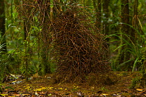 Bower of the Golden-fronted / Yellow-fronted Bowerbird (Amblyornis flavifrons). Foja Mountains, Papua, Indonesia, 2008. (taken during Conservation International Rapid Assessment Program expedition)