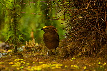 Golden-fronted / Yellow-fronted Bowerbird (Amblyornis flavifrons) male at his bower at approx 1700 m. Endemic species to the Foja Mountains, Papua, Indonesia, 2008. (taken during Conservation Internat...