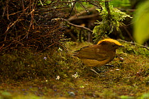 Golden-fronted / Yellow-fronted Bowerbird (Amblyornis flavifrons) male at his bower. Endemic species to the Foja Mountains, Papua, Indonesia, 2008. (taken during Conservation International Rapid Asse...