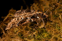 A moth camouflaged on a mossy tree. 1650 m elevation in the Foja Mountains, Papua, Indonesia, 2008. (taken during Conservation International Rapid Assessment Program expedition)
