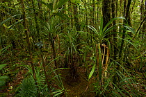 Bower of the Golden-fronted Bowerbird (Amblyornis flavifrons). Foja Mountains, Papua, Indonesia, 2008. (taken during Conservation International Rapid Assessment Program expedition)