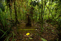 Bower of the Golden-fronted Bowerbird (Amblyornis flavifrons) with scientists' measuring tape and notebook, Foja Mountains, Papua, Indonesia, 2008. (taken during Conservation International Rapid Asses...