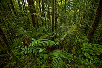 Montane rain forest of the Foja Mountains at approximately 1500 m; palms become more prevalent as the altitude drops. Foja Mountains, Papua, Indonesia, 2008. (taken during Conservation International R...