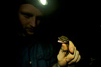 Foja Mountains RAP Expedition herpetologist Paul Oliver examines a gecko he has just captured, that he believes is a new species.
