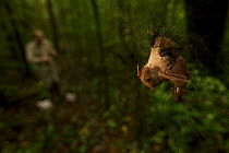Bat captured in a mist net. Chris Milensky extracts another bat in the background. Foja Mountains Expedition, Papua, Indonesia, 2008. (taken during Conservation International Rapid Assessment Program...