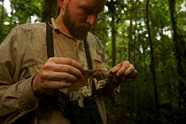 Chris Milensky extracts a bat from a mist net at the Lower Camp at 1200 m elevation. Foja Mountains, Papua, Indonesia, 2008. (taken during Conservation International Rapid Assessment Program expeditio...
