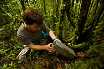Foja Mountains RAP Expedition mammalogist Kris Helgen checks a small mammal trap near the 1200 m Lower Camp. Foja Mountains, Papua, Indonesia, 2008. (taken during Conservation International Rapid Asse...