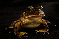 Frog (Lechriodus melanopygon) juvenile portrait. Found at 1200 m altitude, Foja Mountains, Papua, Indonesia, 2008. (taken during Conservation International Rapid Assessment Program expedition)