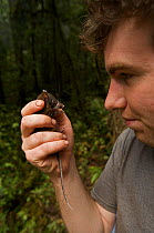Rat (Leptomys sp ?). Possible new species held by Foja Mountains RAP Expedition mammalogist Kris Helgen. Foja Mountains, Papua, Indonesia, 2008. (taken during Conservation International Rapid Assessme...