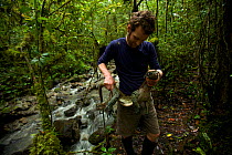 Mangrove / Blue-tailed Monitor (Varanus doreanus)female. Paul Oliver with captured monitor lizard. Foja Mountains, Papua, Indonesia, 2008. (taken during Conservation International Rapid Assessment Pro...