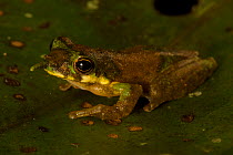 Long-nosed Frog (Litoria pinocchio) in profile. Foja Mountains, Papua, Indonesia, 2008. (taken during Conservation International Rapid Assessment Program expedition)