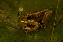 Long-nosed Frog (Litoria pinocchio) in profile. Foja Mountains, Papua, Indonesia, 2008.  (taken during Conservation International Rapid Assessment Program expedition)