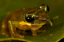 Long-nosed Tree Frog (Litoria pinocchio). New species discovered by Paul Oliver at 1200 m elevation in the Foja Mountains. Foja Mountains, Papua, Indonesia, 2008. (taken during Conservation Internatio...