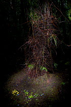 Bower of a Golden-fronted Bowerbird (Amblyornis flavifrons). Illuminated at dusk with light painting technique. Foja Mountains, Papua, Indonesia, 2008. (taken during Conservation International Rapid A...