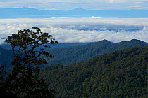 View over the Foja Mountains down into the Mamberamo River basin. The mountains of the New Guinea Central Ranges are visible in the far distance. Foja Mountains, Papua, Indonesia, 2008. (taken during...