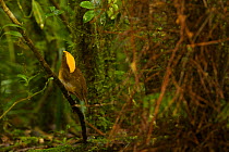 Golden-fronted Bowerbird (Amblyornis flavifrons) male at his bower. Foja Mountains, Papua, Indonesia, 2008. (taken during Conservation International Rapid Assessment Program expedition)