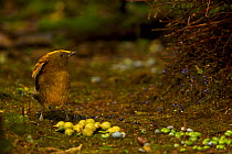 Golden-fronted Bowerbird (Amblyornis flavifrons) male at his bower, standing by his collection of berries. Foja Mountains, Papua, Indonesia, 2008. (taken during Conservation International Rapid Asses...