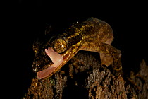 Gecko (Cyrtodactylus sp.) licking its eye. Probable new species from the 1200 m site. Foja Mountains, Papua, Indonesia, 2008. (taken during Conservation International Rapid Assessment Program expediti...