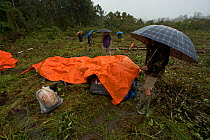 Rain at the helipad while team members wait under umbrellas for the helicopter. Foja Mountains, Papua, Indonesia, 2008. (taken during Conservation International Rapid Assessment Program expedition)