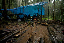 Heavy afternoon rain at Bog Camp in the Foja Mountains at 1650 m. Foja Mountains, Papua, Indonesia, 2008. (taken during Conservation International Rapid Assessment Program expedition)