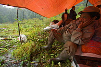 Day of planned pickup by helicopter. Waiting out rain at the helipad. The helicopter did not arrive this day. Foja Mountains, Papua, Indonesia, 2008. (taken during Conservation International Rapid Ass...