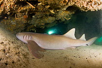 Scuba diver with Nurse shark (Ginglymostoma cirratum) in healthy marine life area 'Grand Canyon'. Grenada, West-Indies, Caribbean, May 2009. Model relased.