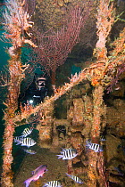 Diver exploring Shakem Wreck, a cargo boat that sank in 2001. Grenada, West-Indies, Caribbean, May 2009. Model released.