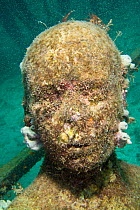 Underwater Sculpture Gallery off Molinere Point, created by Jason de Caires Taylor. Colonised by sea life. Grenada, West-Indies, Caribbean, May 2009. No release.