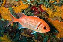 Portrait of Blackbar soldierfish (Myripristis jacobus), St Vincent, West-Indies, Caribbean, May.