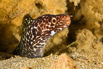 Reticulate moray (Muraena retifera) emerging from hole, St Vincent, West-Indies, Caribbean, May.