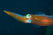 Portrait of Caribbean reef squid (Sepioteuthis sepioidea), St Vincent, West-Indies, Caribbean, May.