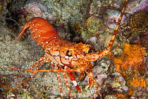 Long armed / Red banded lobster (Justitia longimana). St Vincent, West-Indies, Caribbean, May.