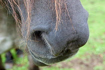 Close up of Rum Pony (Equus caballus) muzzle. Isle of Rum, Scotland, UK, August.