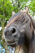 Rum Pony (Equus caballus) low angle portrait. Isle of Rum, Scotland, UK, August.