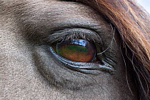 Rum Pony (Equus caballus) close-up of eye. Isle of Rum, Scotland, UK, August.