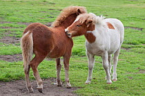 Two Shetland Ponies (Equus caballus) mutual grooming, Shetland, Scotland, UK, August.