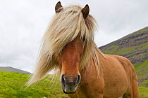 Iceland Pony (Equus caballus) portrait. Faroe Islands, July.