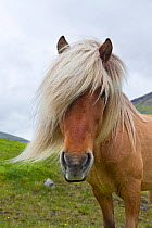 Iceland Pony (Equus caballus) with long mane,  portrait. Faroe Islands, July.