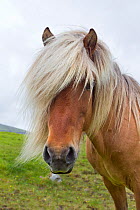 Iceland Pony (Equus caballus) with long mane,  portrait. Faroe Islands, July.