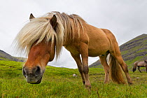 Iceland Pony (Equus caballus) low-angle portrait. Faroe Islands, July.