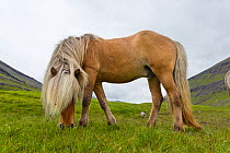 Iceland Pony (Equus caballus) low angle in profile. Faroe Islands, July.