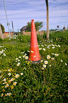 Ox-eye daisy (Chrysanthemum leucanthemum / Leucanthemum vulgare) and Bird's foot trefoil (Lotus corniculatus) flowering in waste ground designated for building, UK