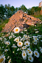 Ox-eye daisy (Chrysanthemum leucanthemum / Leucanthemum vulgare) flowering on waste ground designated for building, UK