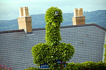 Virginia creeper (Parthenocissus sp) growing over street sign and lamp post, adaptation of plants to opportunity, UK
