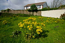 Ragwort (Jacobaea vulgaris) flowering on waste ground next to house, UK